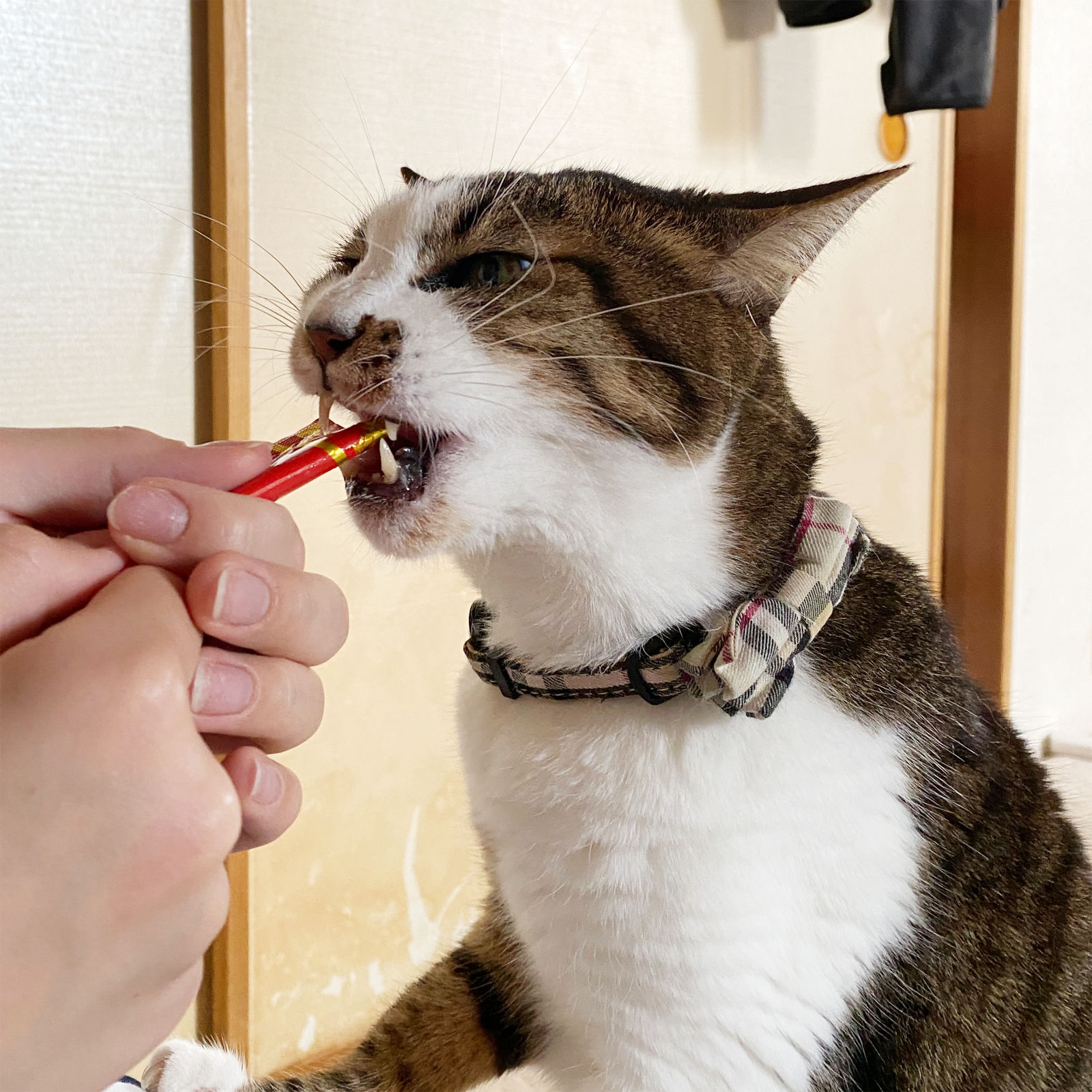 サンプル画像