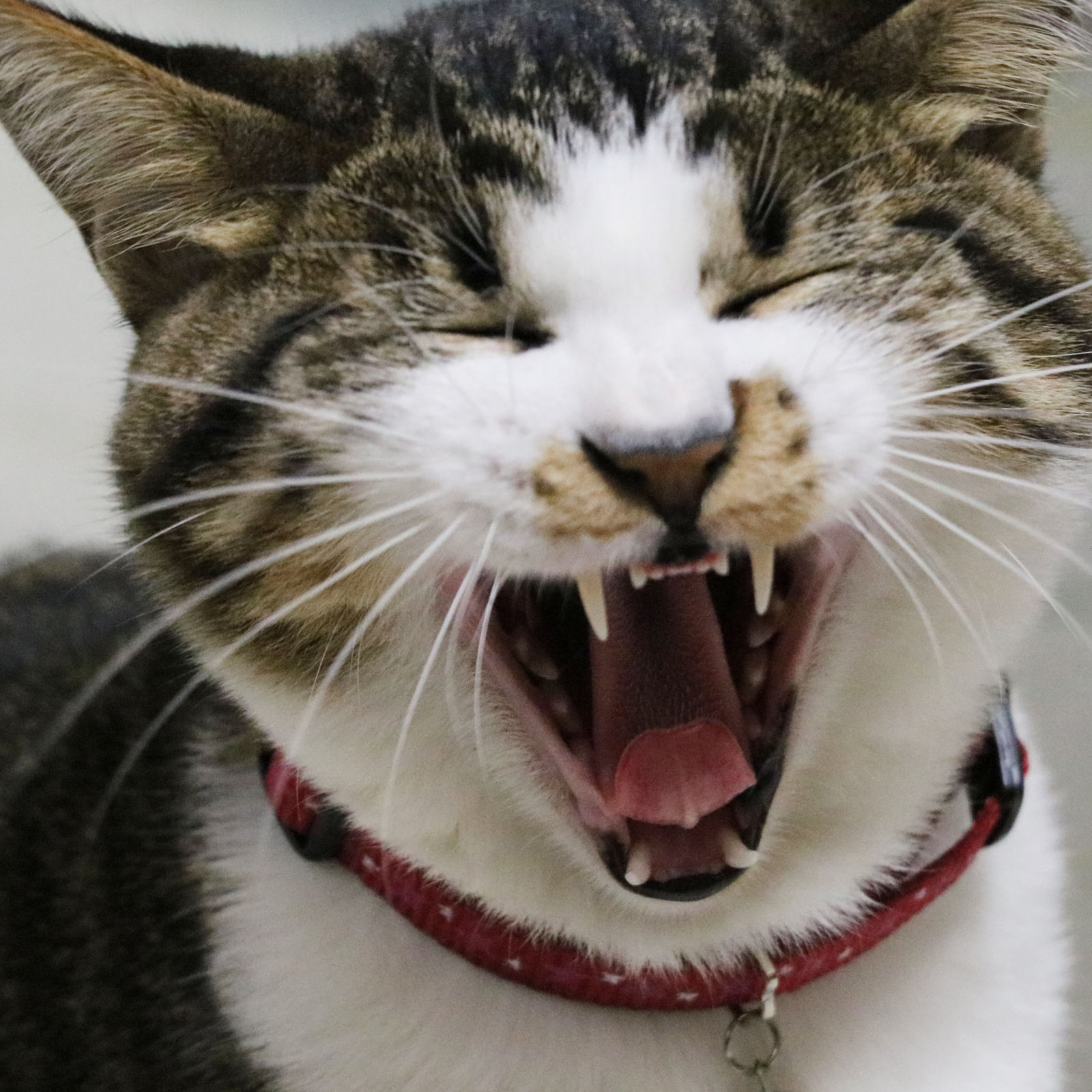 サンプル画像