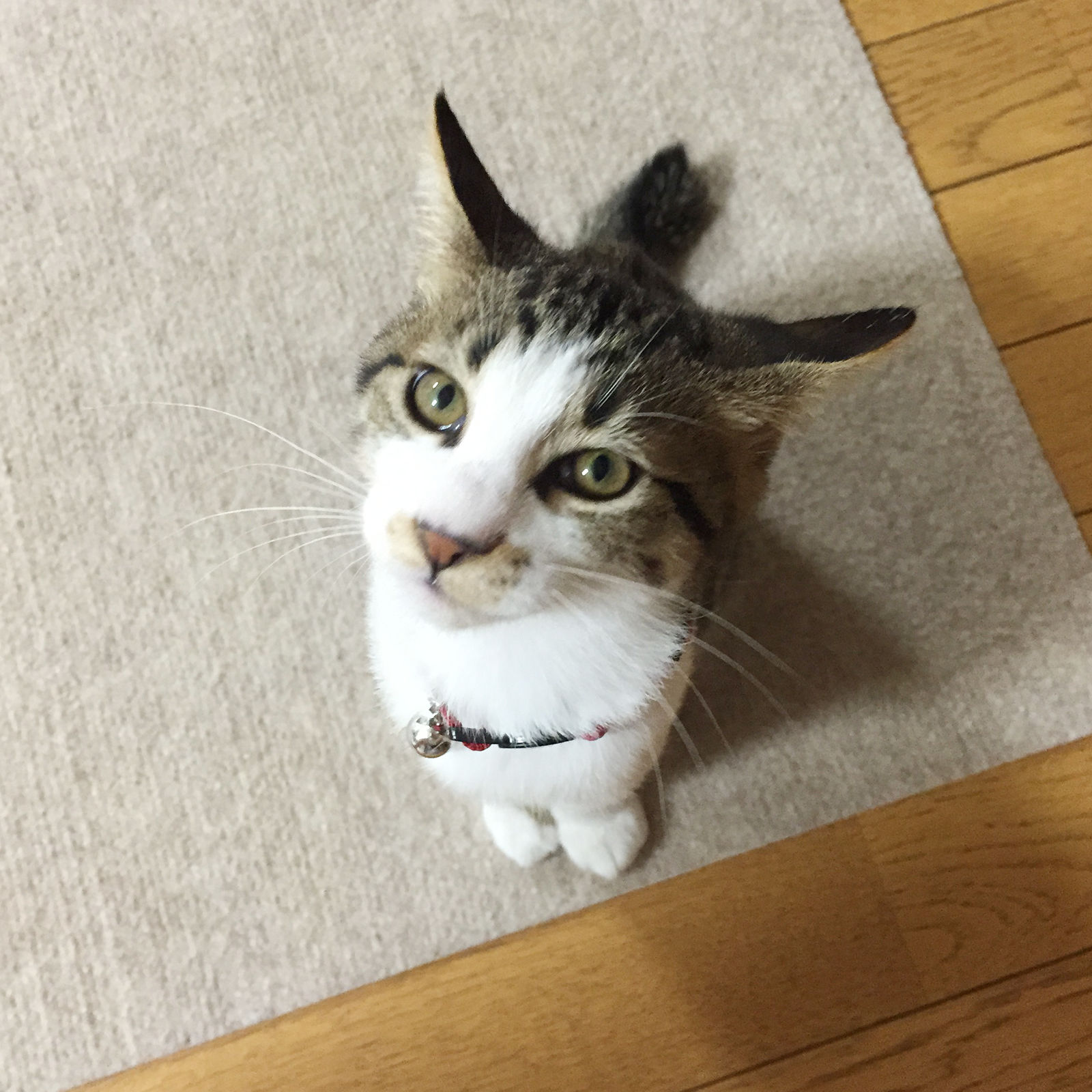 サンプル画像