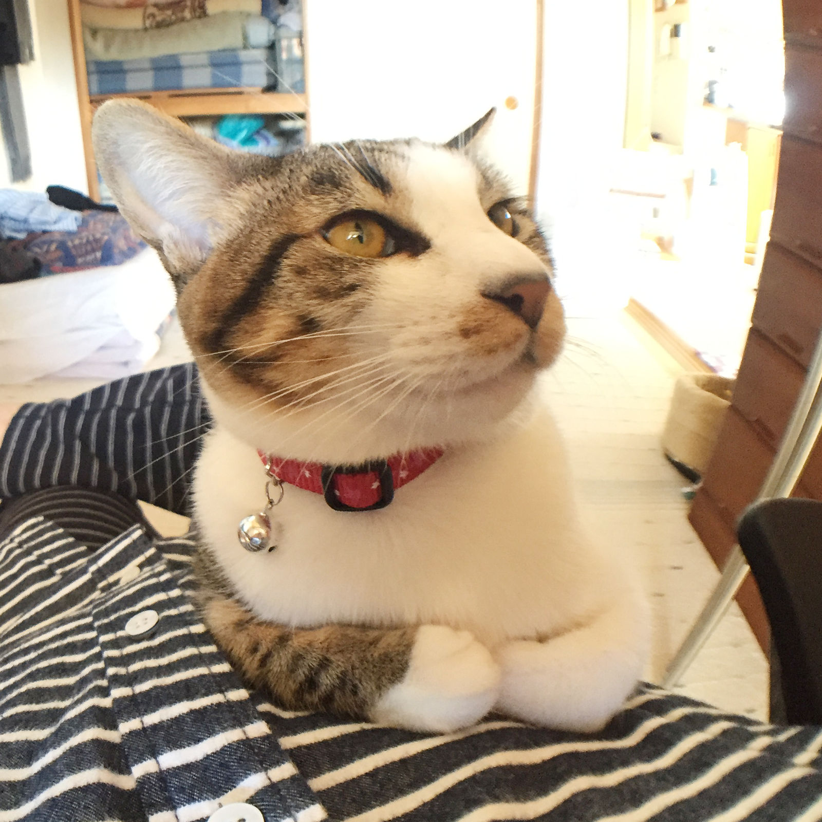 サンプル画像